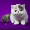 Conheça a história surpreendente de Diplo — o gato brasileiro que conquistou o mundo